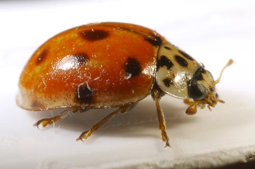Réf. 316 519 : Adalia decempunctata